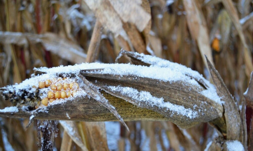 5 причин не залишати кукурудзу в полі на зиму 