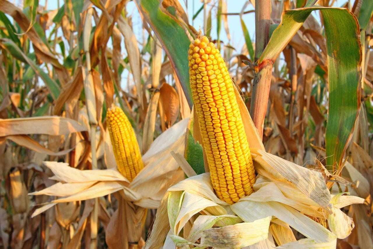 Чому важливо прибрати кукурудзу вчасно?