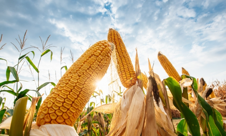 Как распределить посевные площади под кукурузой