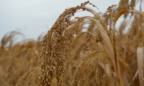 Коли збирають просо в Україні. Технологія, строки та особливості збирання врожаю